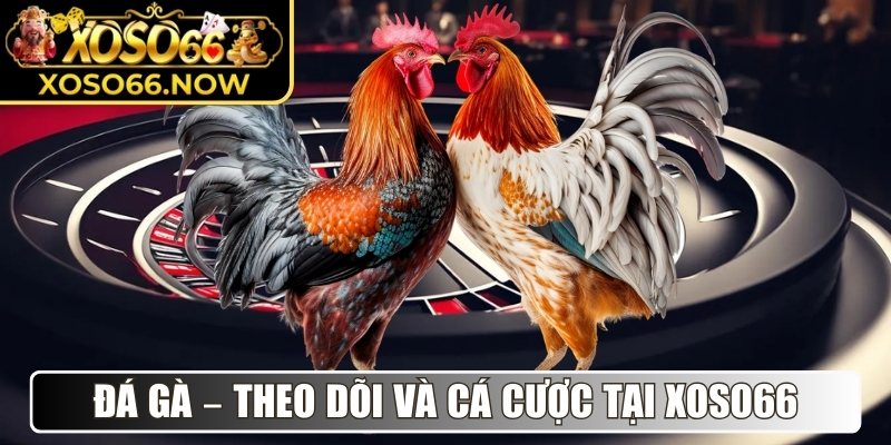 Đá Gà – Theo dõi và cá cược đá gà trực tiếp tại Xoso66
